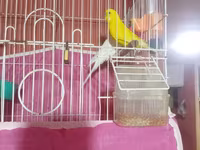 Dalmatin papuqayları üçün tam dəst qəfəs - Ağ və sarı rəngli 2 — фото 3