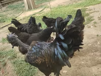 Chickens — 5-сурет