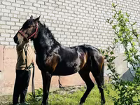 Hengst, Swedish warmblood horse — Foto 3