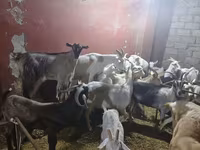 عنزة, الماعز — الصورة 4