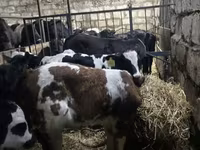 Rinder (Partie, Geschlecht nicht angegeben), Simmental cattle — Foto 2