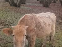 公牛, Cattle — 照片 2