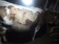 母牛, Cattle — 照片 3