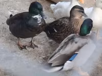 Ducks — الصورة 4
