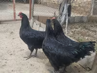 أوسترالورب — الصورة 3