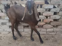 Cabra, Najdi goat — foto 2