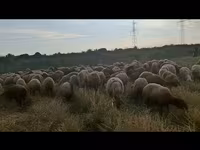 Вівця, Вівці — фото 8