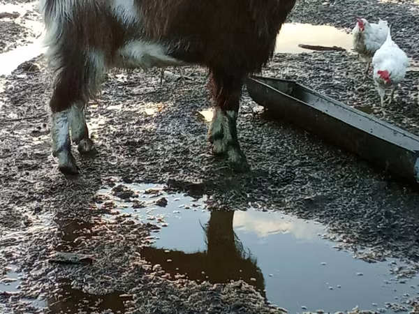 Keçi, Alpine goat