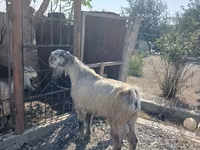 Теке, Damask goat — 3-сурет