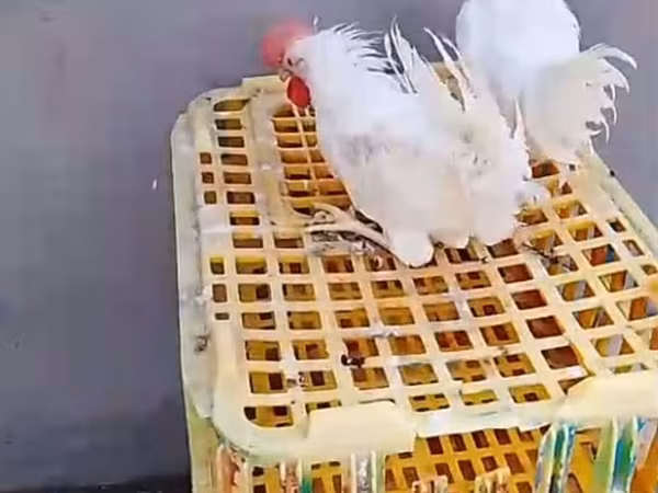 Chickens