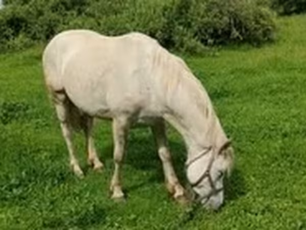 فرس, الخيول