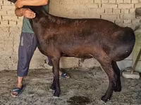 كبش, الأغنام — الصورة 2