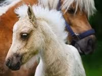 خيول (دفعة، الجنس غير محدد), Shetland Pony — الصورة 6