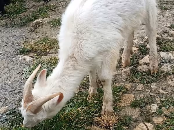 ماعز (دفعة، الجنس غير محدد), Saanen goat