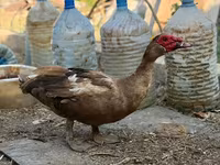 Domestic Muscovy — 5-rasm