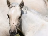 Mare, Quarter Horse — photo 4