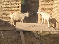 Ziegenbock, Ziegen — Foto 1