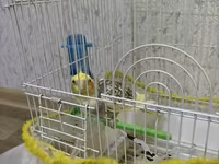 Növ: Nimfa (Cockatiel) tutuquşusu Razilaşmayla Qefes quş bir yerde — foto 2