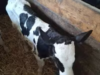 母牛, Russian Black pied cattle — 照片 1
