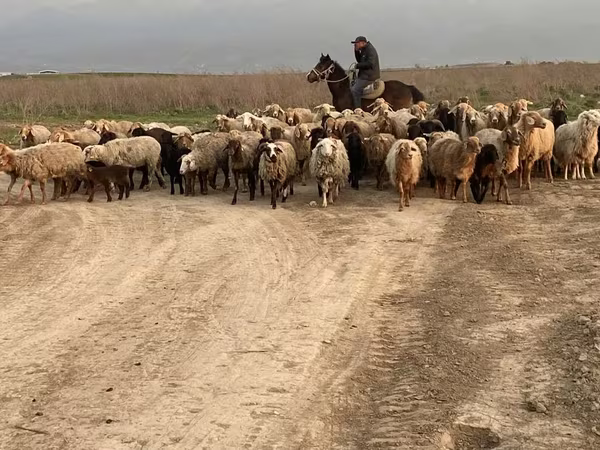 Qoç, Qoyunlar