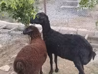 Sheep, Sheep — photo 4