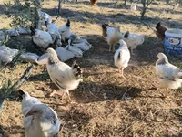 Chickens — الصورة 3