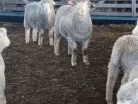 Oveja, Kuibyshev sheep — foto 2
