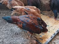 Chickens — الصورة 1