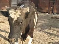 Toro, Raza Holstein — foto 1