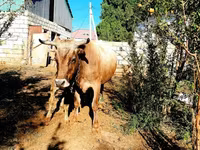 Vaca, Ganado vacuno — foto 3