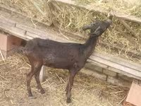 Goat, Goats — photo 2