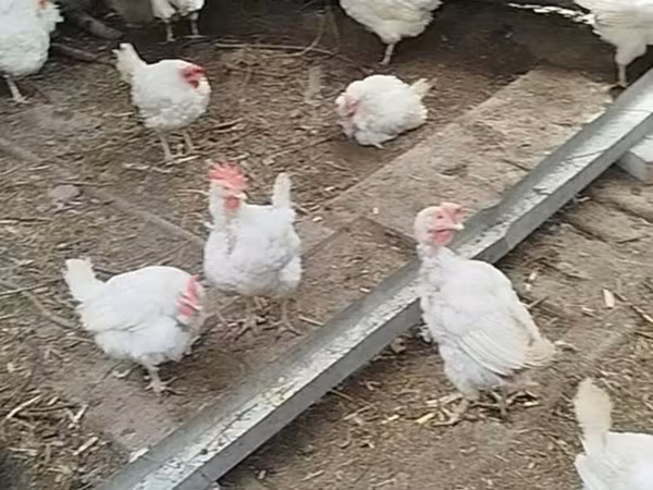 Chickens