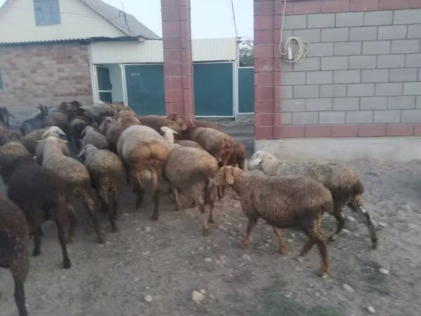 Widder, Kazakh fat-tailed coarsewool sheep