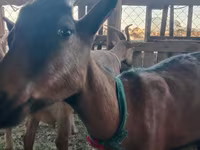 Ziege, Alpine goat — Foto 4