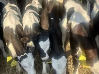 ІҚМ (топ, жынысы көрсетілмеген), Russian Black pied cattle — 2-сурет