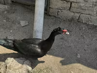 Ducks — الصورة 2