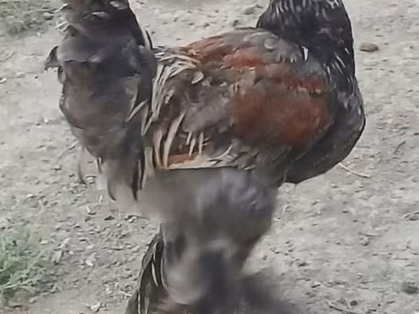 Брама
