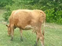 Vaca, Simmental cattle — foto 2