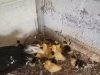 Ducks — Foto 7