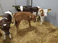 İnək, Simmental cattle — foto 2