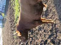 Toro, Ganado vacuno — foto 5