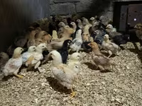 Chickens — foto 4