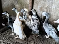 Ducks — फ़ोटो 3