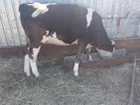 Kuh, Simmental cattle — Foto 7