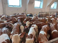 Бик, Simmental cattle — фото 5