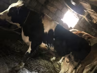 Bull, Russian Black pied cattle — photo 2