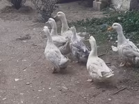 Ducks — foto 5