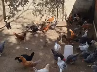 Chickens — Foto 1