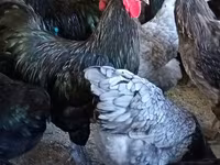 Chickens — फ़ोटो 3