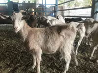 公山羊, Saanen goat — 照片 5